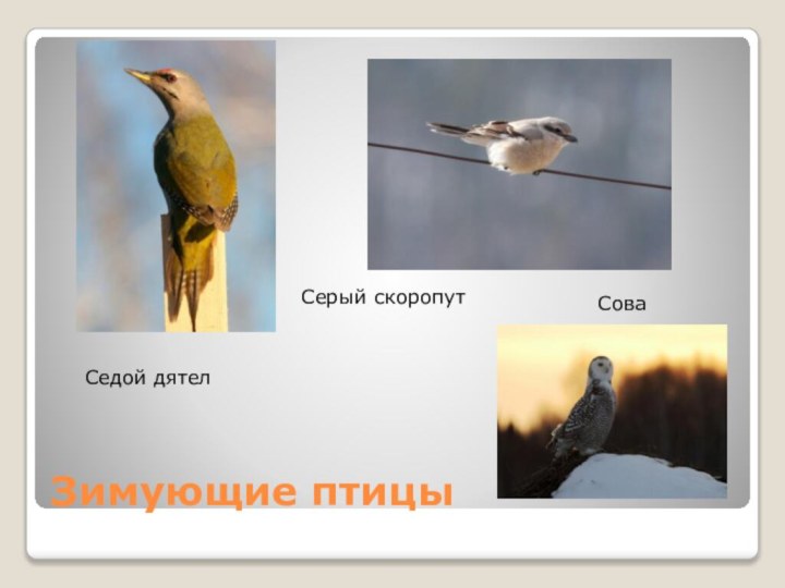 Зимующие птицыСедой дятелСерый скоропутСова