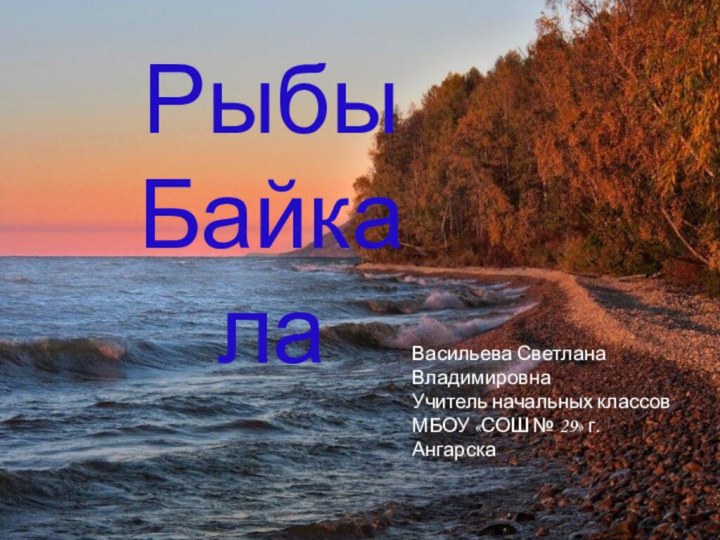 Рыбы БайкалаВасильева Светлана ВладимировнаУчитель начальных классовМБОУ «СОШ № 29» г. Ангарска