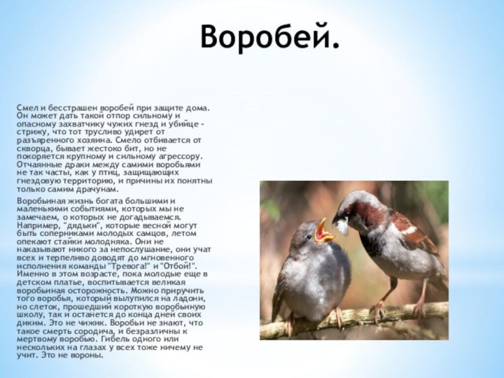 Воробей.Смел и бесстрашен воробей при защите дома. Он может дать такой отпор