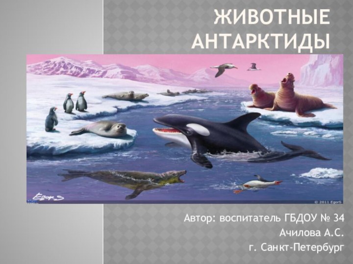 Животные АнтарктиДЫАвтор: воспитатель ГБДОУ № 34 Ачилова А.С.г. Санкт-Петербург