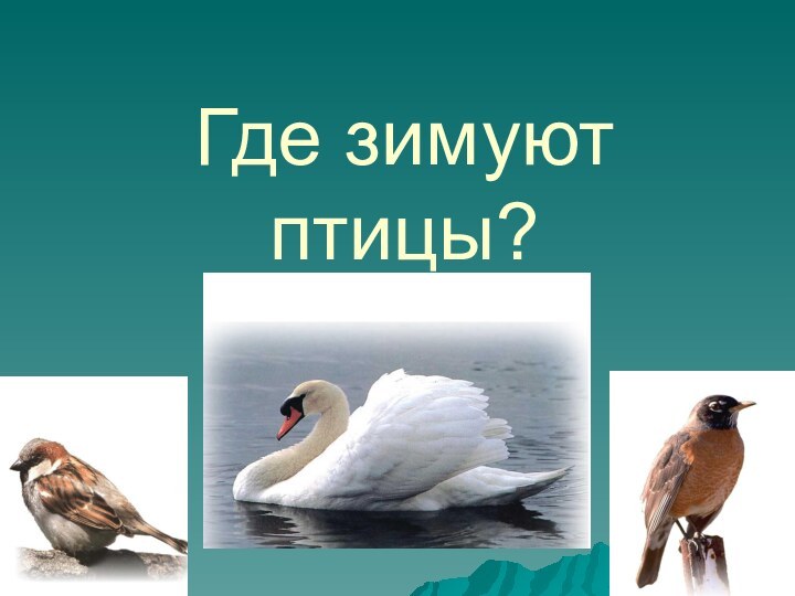 Где зимуют птицы?