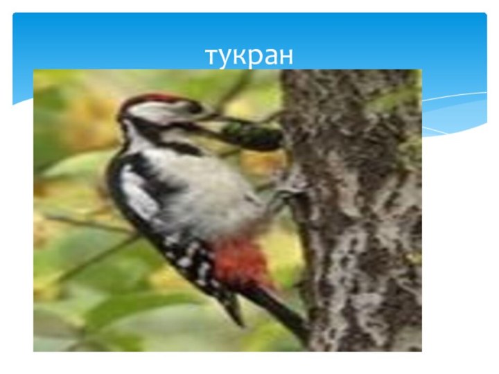 тукран