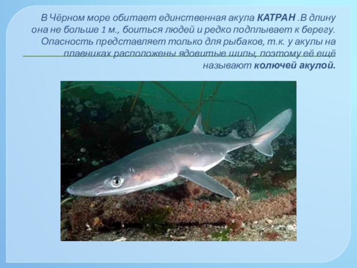 В Чёрном море обитает единственная акула КАТРАН .В длину она не больше