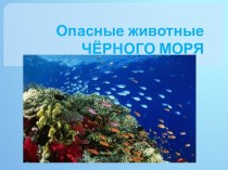 Опасные животные Чёрного моря. презентация к уроку по окружающему миру (2 класс) по теме