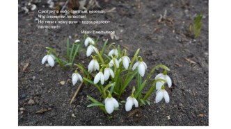 Диплом за победу в конкурсе фотографий в акции Осторожно, первоцветы! материал по теме