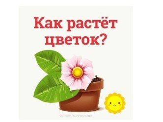 Как растет цветок? картотека по окружающему миру (средняя группа)