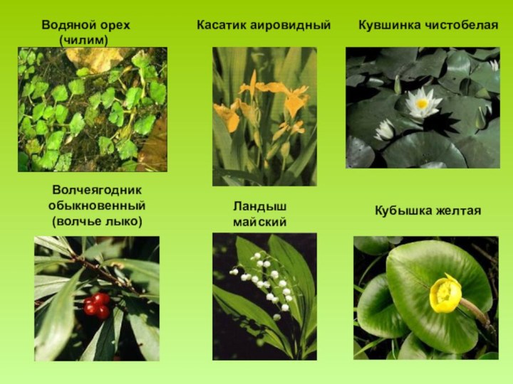 Водяной орех      (чилим)Касатик аировидныйКувшинка чистобелая