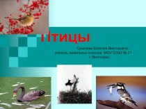 Презентация Птицы презентация к уроку по окружающему миру (3 класс) по теме