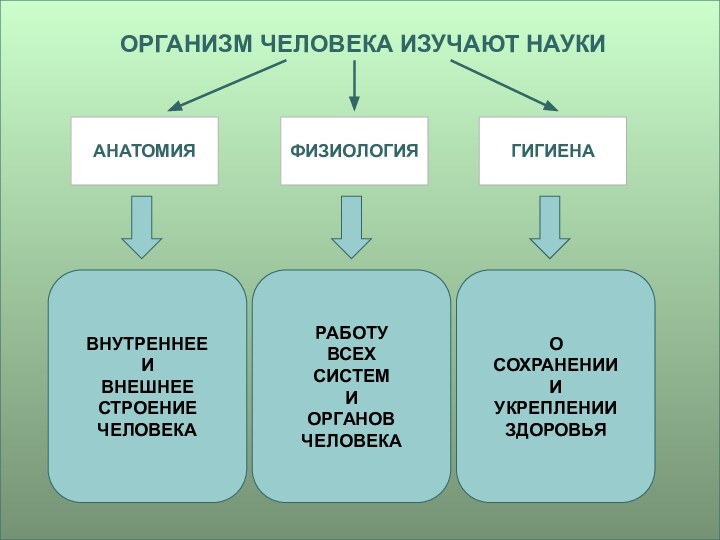 ОРГАНИЗМ ЧЕЛОВЕКА ИЗУЧАЮТ НАУКИАНАТОМИЯФИЗИОЛОГИЯГИГИЕНАВНУТРЕННЕЕ И ВНЕШНЕЕ СТРОЕНИЕ ЧЕЛОВЕКАРАБОТУВСЕХСИСТЕМИОРГАНОВЧЕЛОВЕКАО СОХРАНЕНИИ И УКРЕПЛЕНИИ ЗДОРОВЬЯ