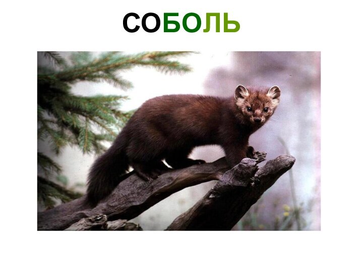 СОБОЛЬ