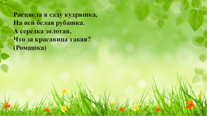 Расцвела в саду кудряшка, На ней белая рубашка. А середка золотая, Что за красавица такая? (Ромашка)