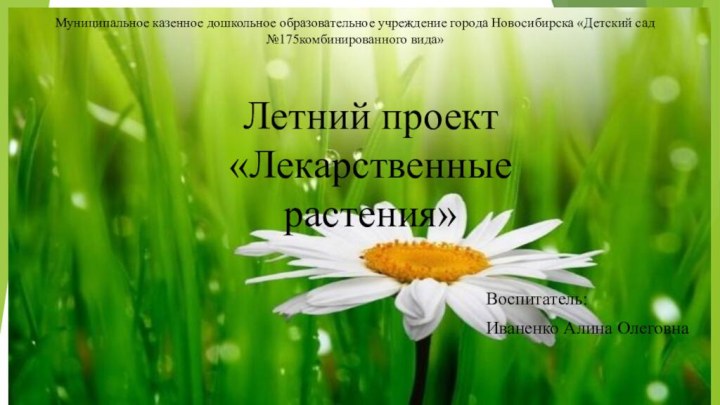 Летний проект «Лекарственные растения»