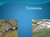 Красная книга Сахалинской области - таймень проект по окружающему миру (4 класс)