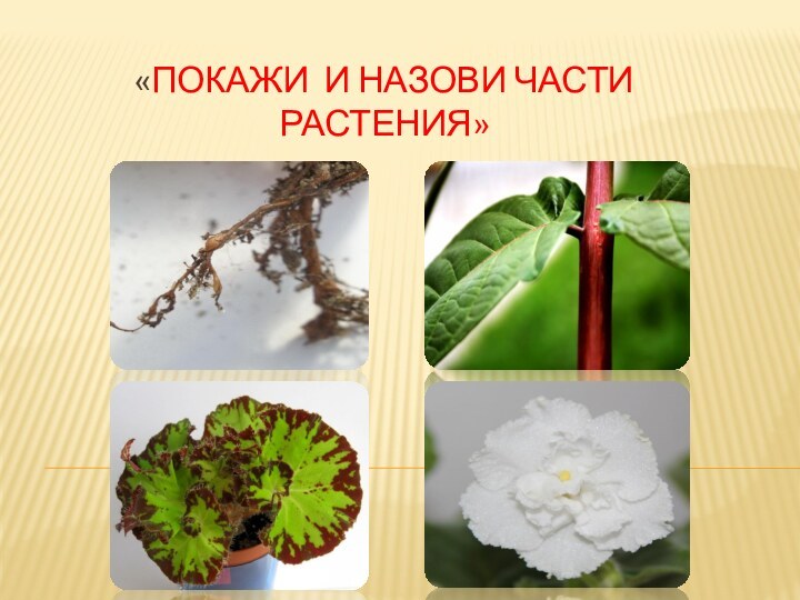 «Покажи и назови части растения»