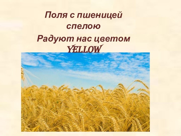 Поля с пшеницей спелоюРадуют нас цветом yellow