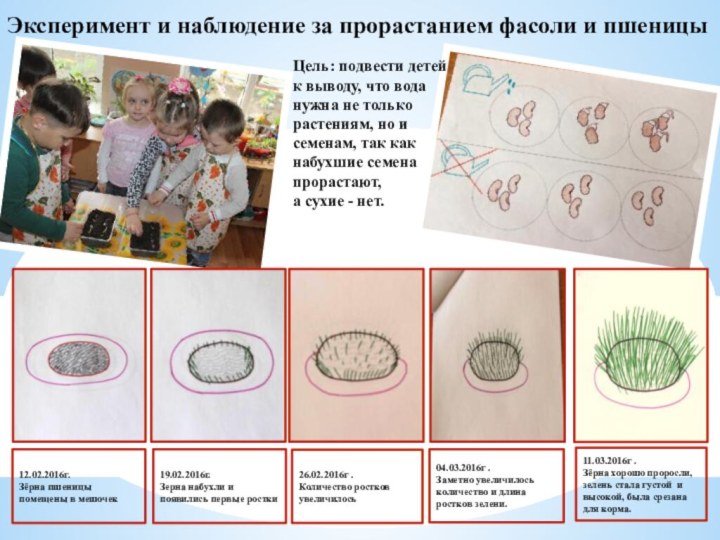 Эксперимент и наблюдение за прорастанием фасоли и пшеницы12.02.2016г. Зёрна пшеницы помещены в