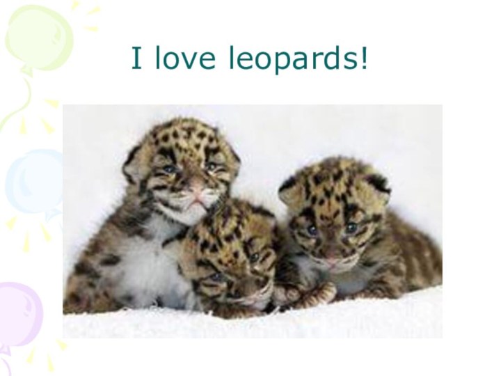 I love leopards!