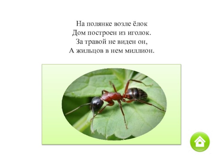 На полянке возле ёлокДом построен из иголок.За травой не виден он,А жильцов в нем миллион.