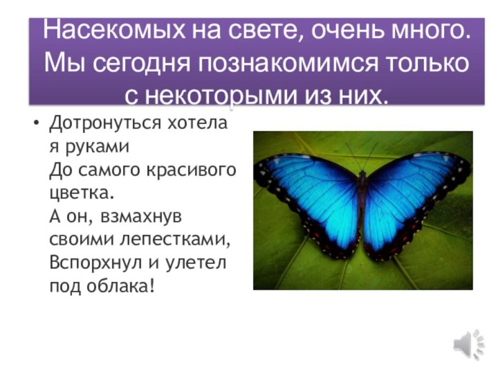 Насекомых на свете, очень много. Мы сегодня познакомимся только с некоторыми из