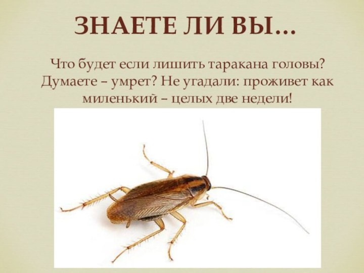 ЗНАЕТЕ ЛИ ВЫ…Что будет если лишить таракана головы? Думаете – умрет? Не