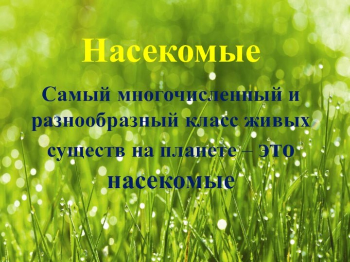 Насекомые Самый многочисленный и разнообразный класс живых существ на планете – это насекомые