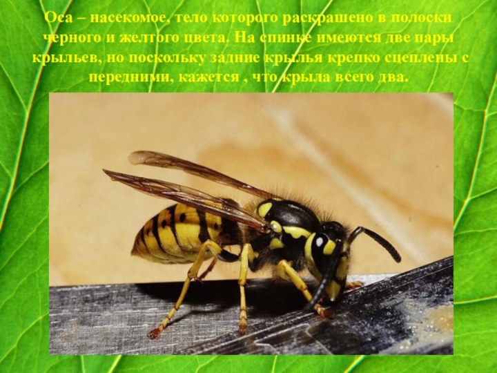 Оса ‒ насекомое, тело которого раскрашено в полоски черного и желтого цвета.