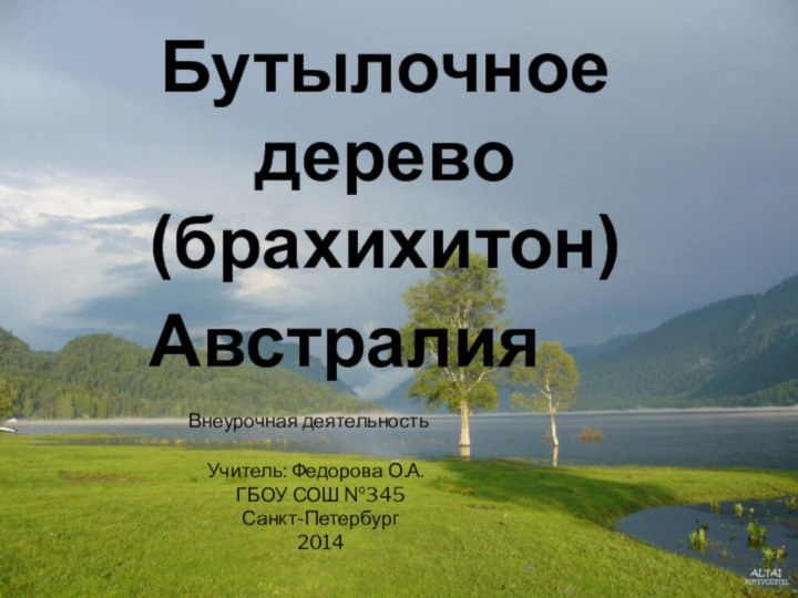 Бутылочное дерево (брахихитон)АвстралияУчитель: Федорова О.А.ГБОУ СОШ №345Санкт-Петербург2014Внеурочная деятельность