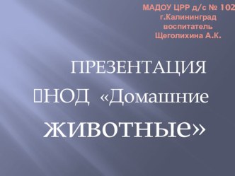 Презентация НОД Домашние животные презентация к занятию по окружающему миру (средняя группа) по теме