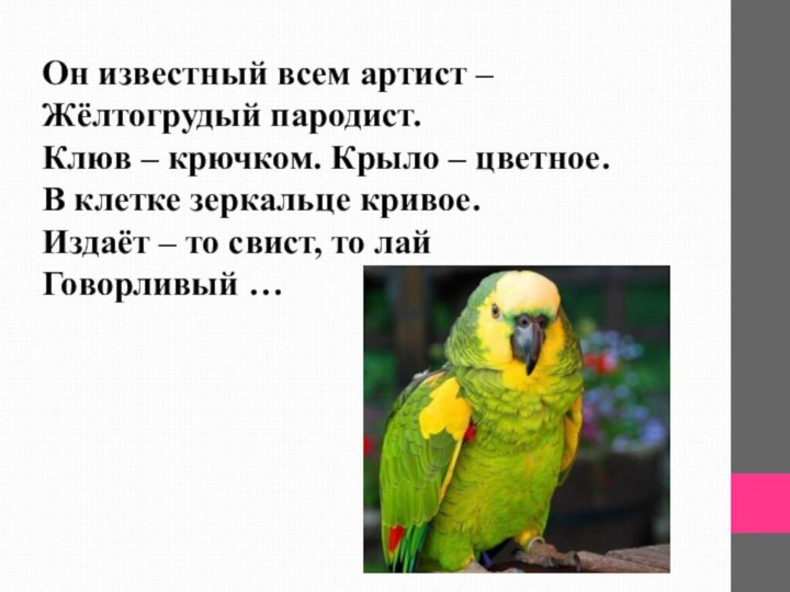 Он известный всем артист – Жёлтогрудый пародист. Клюв – крючком. Крыло –