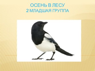 НОД Познавательное: Путешествие в осенний лес Презентация 2 младшая группа презентация к уроку по окружающему миру (младшая группа) по теме