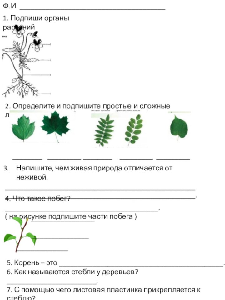 Ф.И. _______________________________________1. Подпиши органы растений2. Определите и подпишите простые и сложные листья.________
