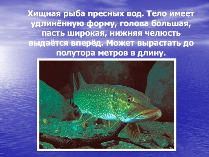 Хищная рыба пресных вод. Тело имеет удлинённую форму, голова большая, пасть широкая,