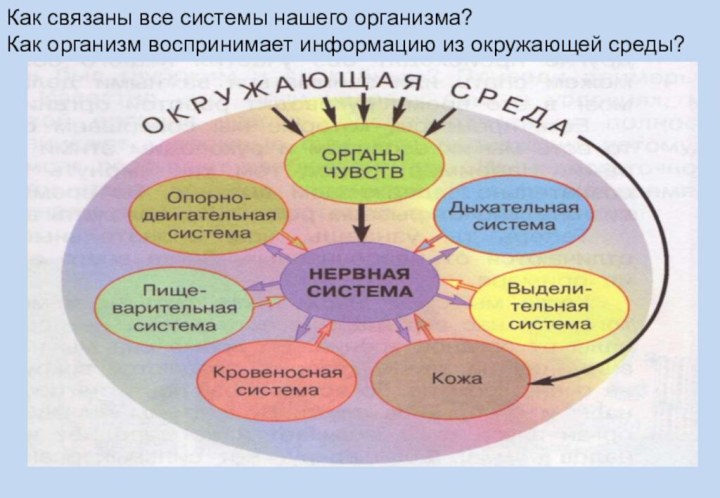 Как связаны все системы нашего организма?Как организм воспринимает информацию из окружающей среды?