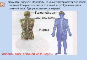 Нервная система человека