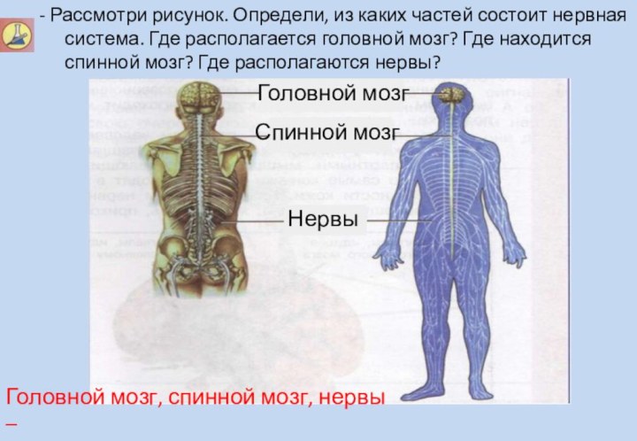 - Рассмотри рисунок. Определи, из каких частей состоит нервная система. Где располагается