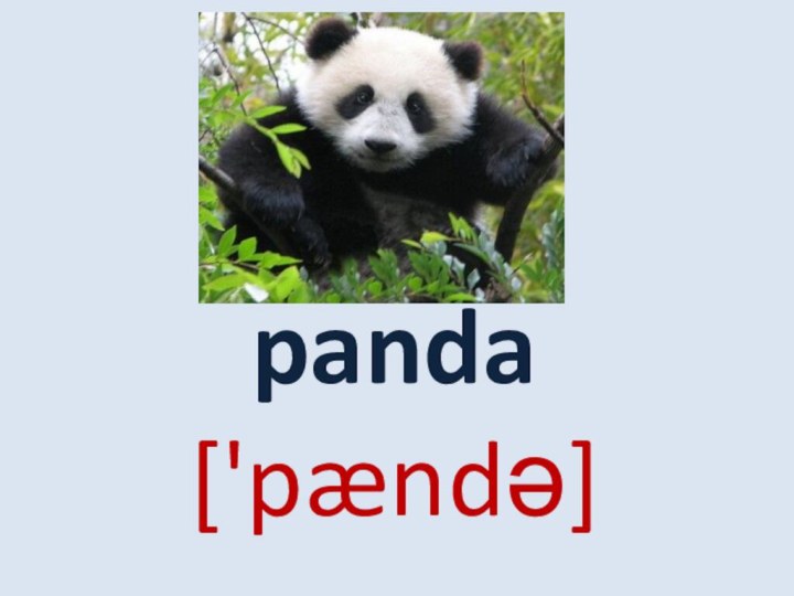 panda ['pændə]