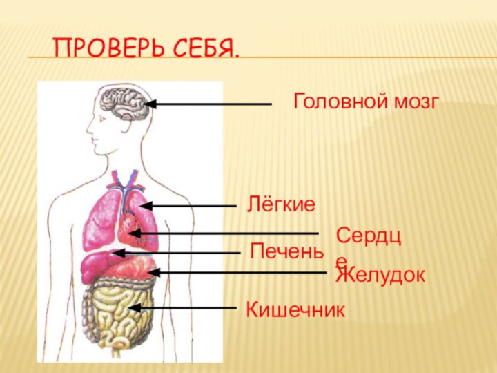 Проверь себя.Головной мозгЛёгкиеСердцеПеченьЖелудокКишечник