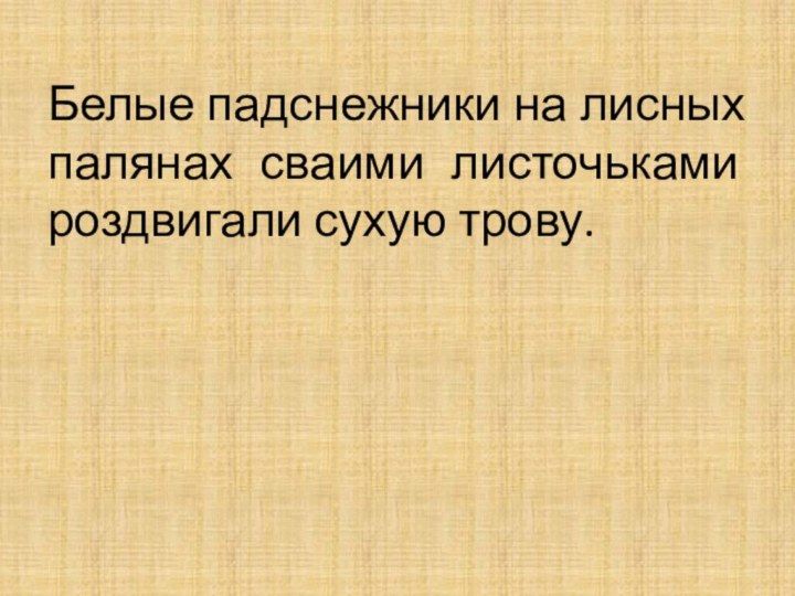 Белые падснежники на лисных палянах сваими листочьками роздвигали сухую трову.