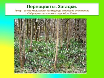 Первоцветы. Загадки. презентация к уроку по окружающему миру (старшая группа)