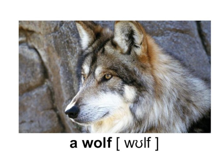 a wolf [ wʊlf ]