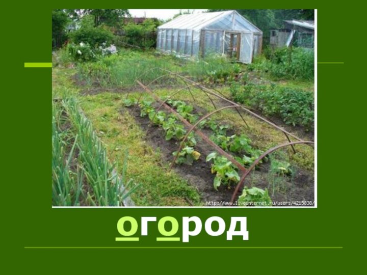 огород