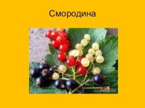 Смородина презентация к уроку по окружающему миру (2 класс) по теме