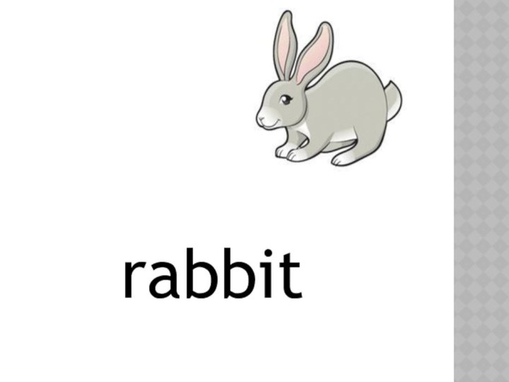 rabbit