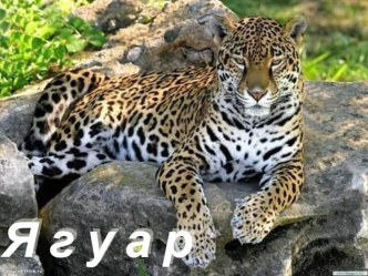 Ягуар презентация к уроку (2 класс)