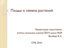 Плоды и семена презентация к уроку по окружающему миру (1 класс)