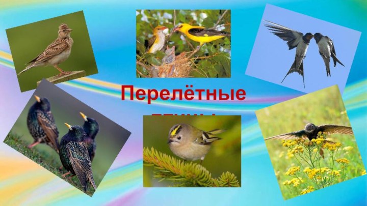 Перелётные птицы