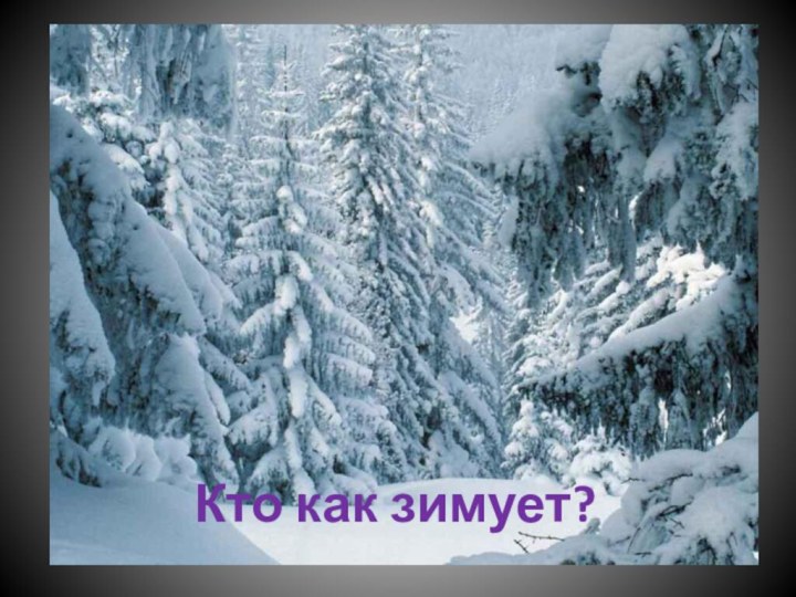 Кто как зимует?