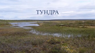 Тундра. презентация к уроку по окружающему миру (4 класс)