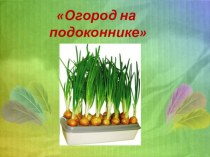 Презентация  Огород на подоконнике презентация к уроку (старшая группа) по теме