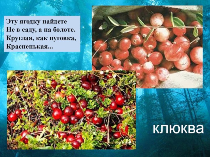 Эту ягодку найдете Не в саду, а на болоте. Круглая, как пуговка, Красненькая...клюква